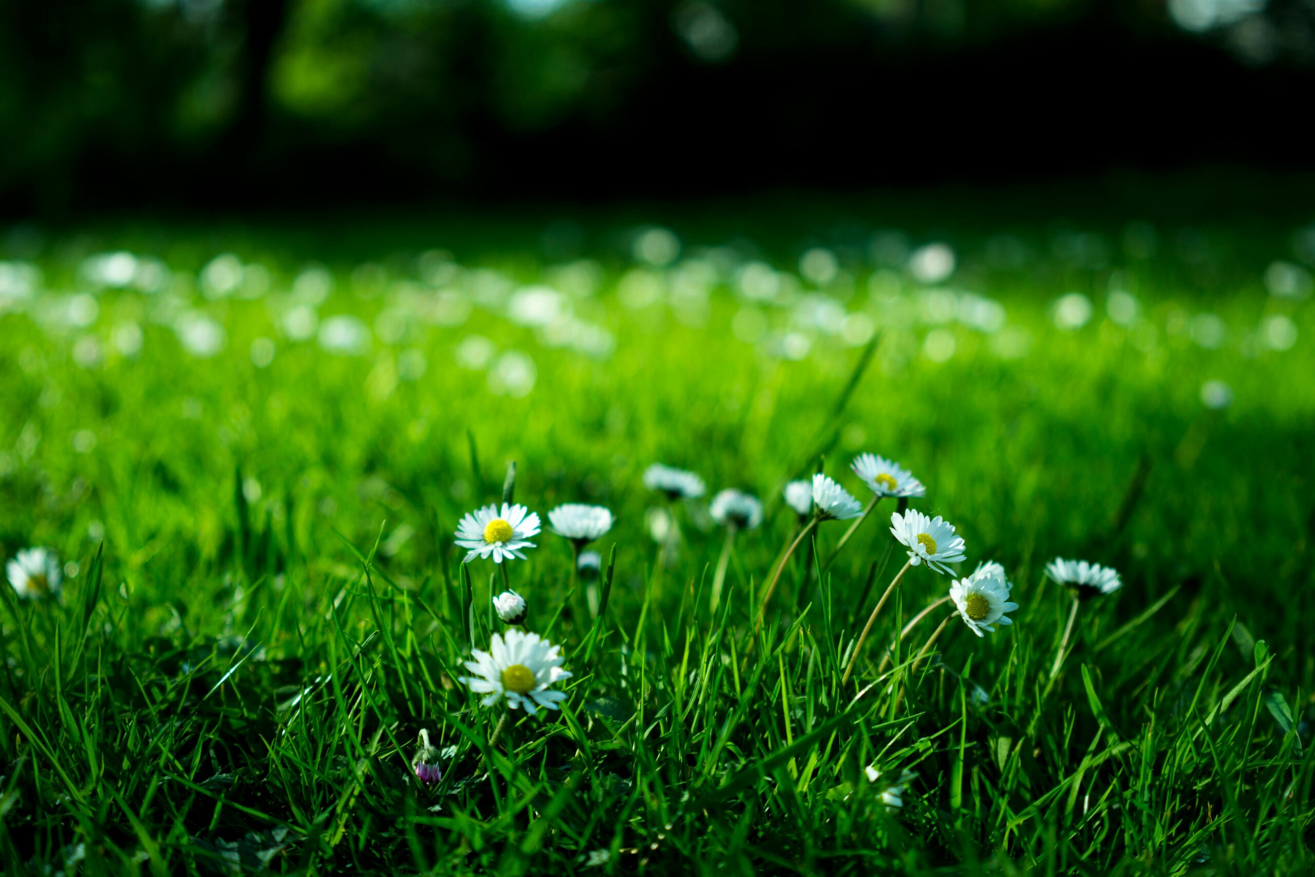 artificial grass