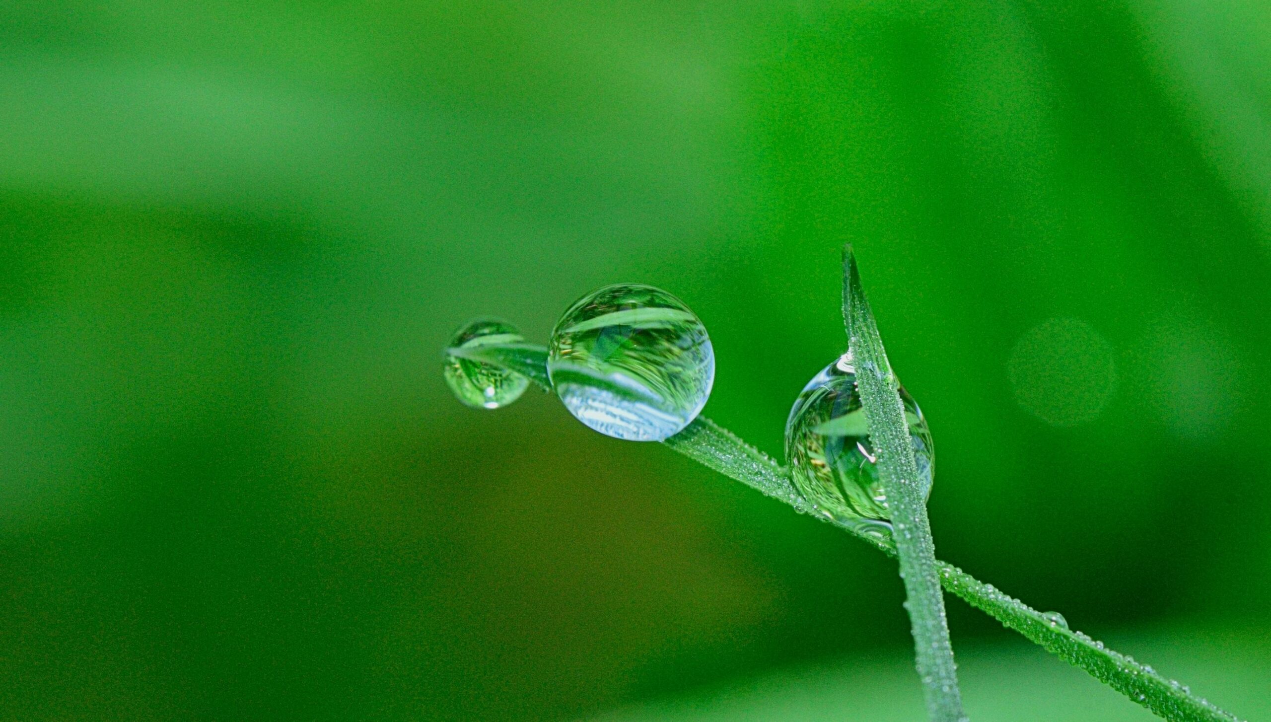 green architects