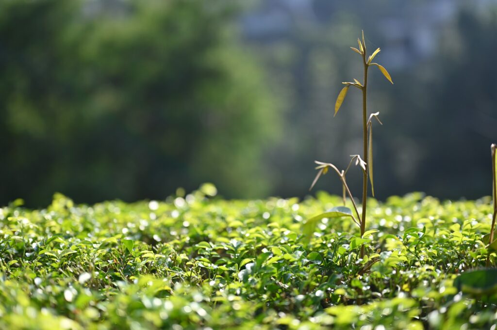 garden irrigation services UAE