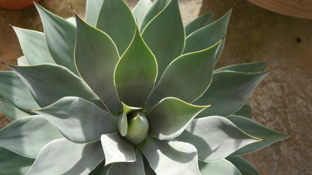 landscape contractors abu dhabi