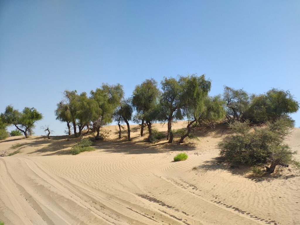 affordable landscaping dubai