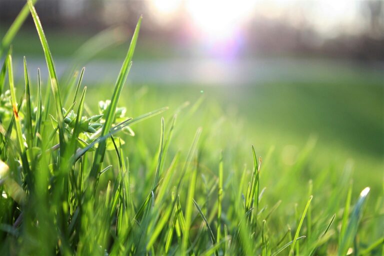 lawn care companies