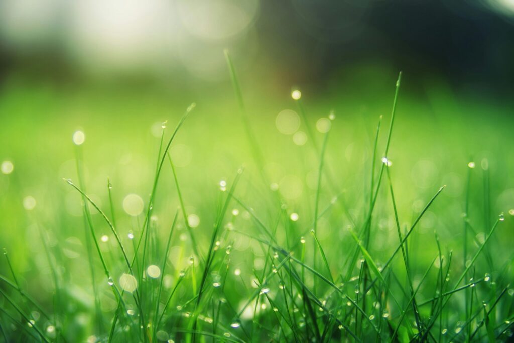 lawn dubai