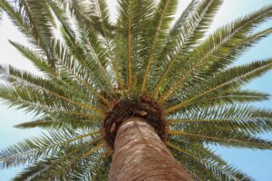 palm trees