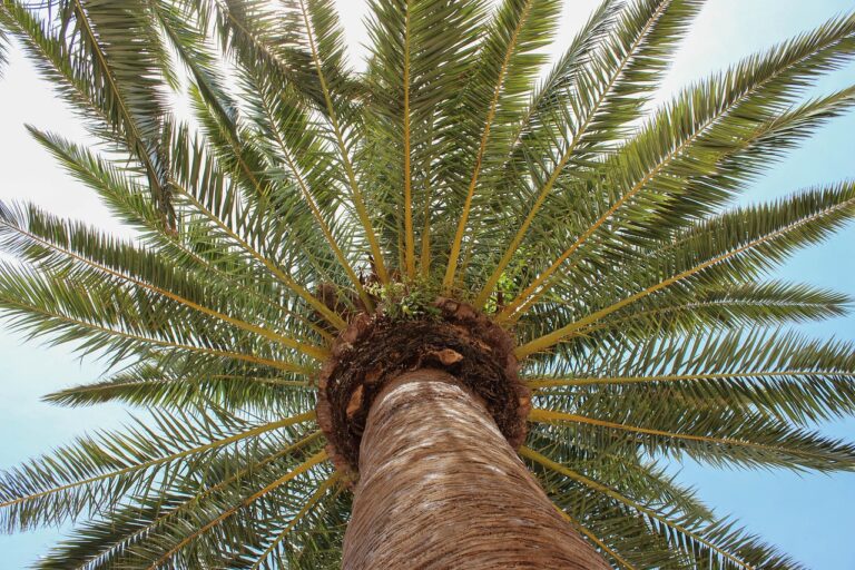 palm trees