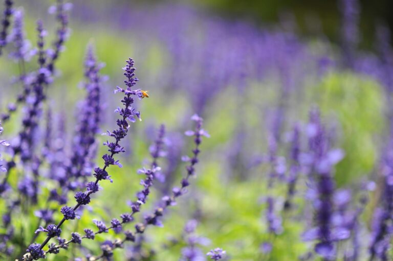 What Are the Best Seasonal Flowering Ground Covers for Your Villa in Dubai in Winters and Summers