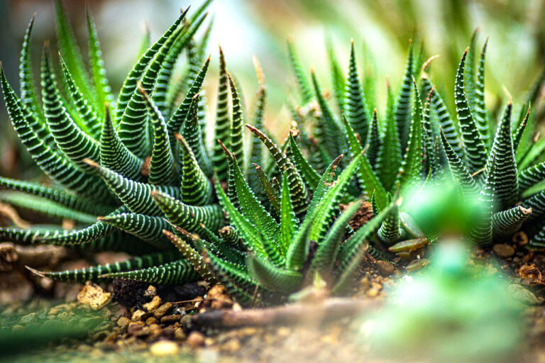 desert garden builders dubai