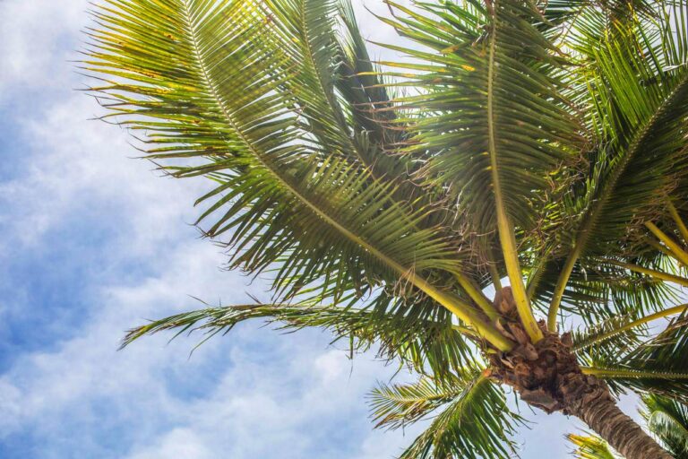 THE ULTIMATE GUIDE TO PALM TREE VARIETIES FOR DUBAI VILLA GARDENS